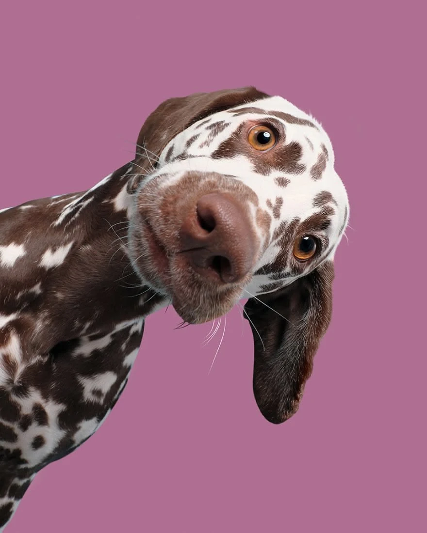 Cachorro malhado de marrom e branco espiando de lado, com a cabeça inclinada e olhar curioso