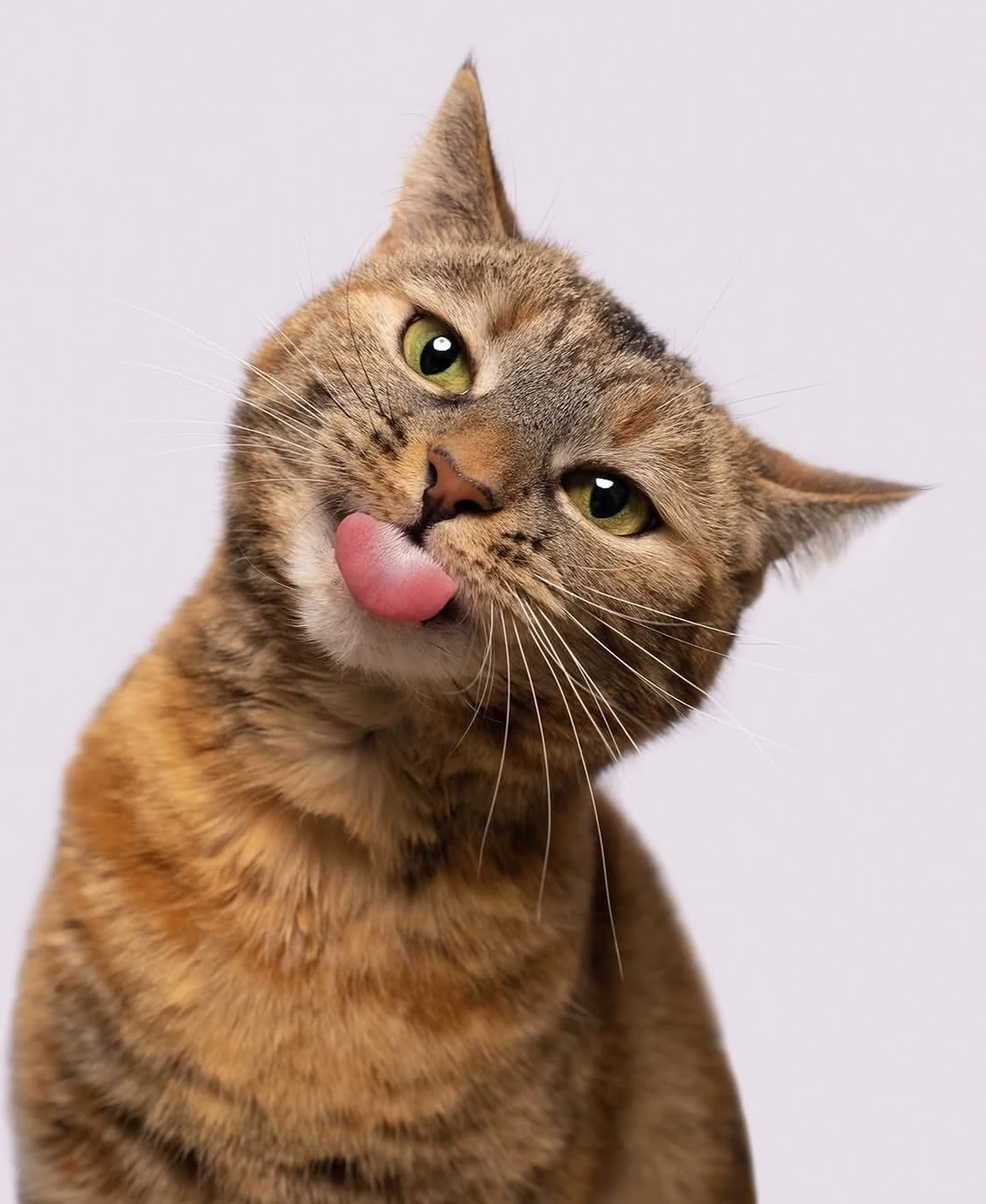 Gata rajada de cabeça inclinada lambendo o focinho