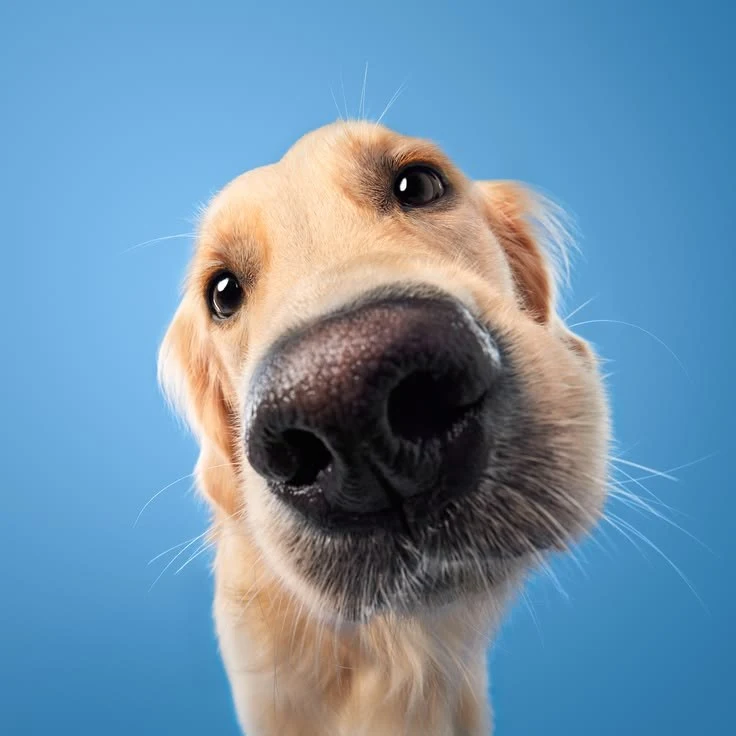 Filhote de golden com o focinho colado na câmera