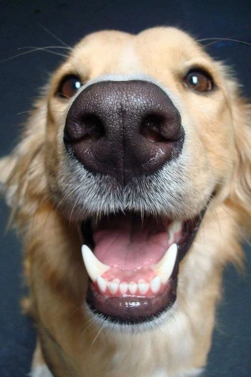 Golden retriever com o focinho colado na câmera, sorrindo
