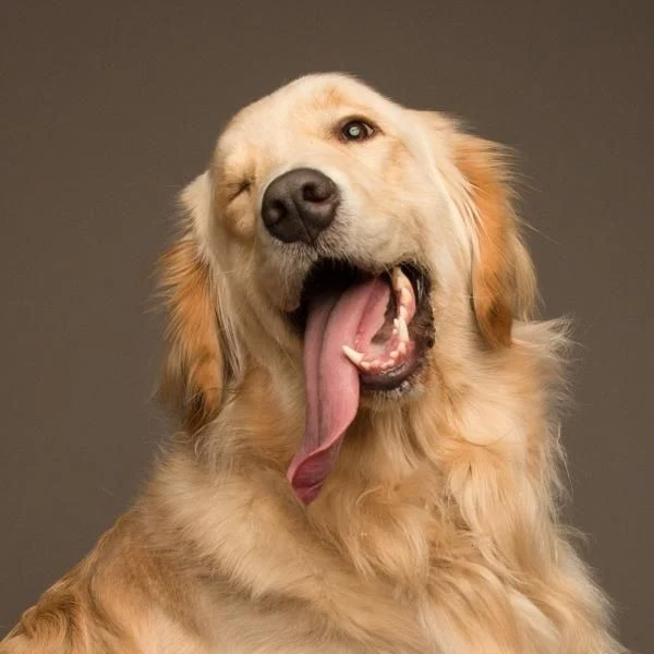 Golden retriever relaxado, piscando um olho com a língua para fora