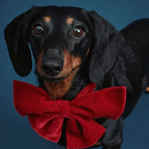 Dachshund preto de laço vermelho no pescoço, olhando para a câmera